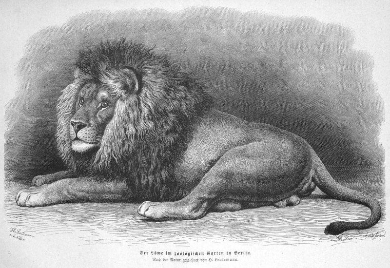 lion (Panthera leo); DISPLAY FULL IMAGE.