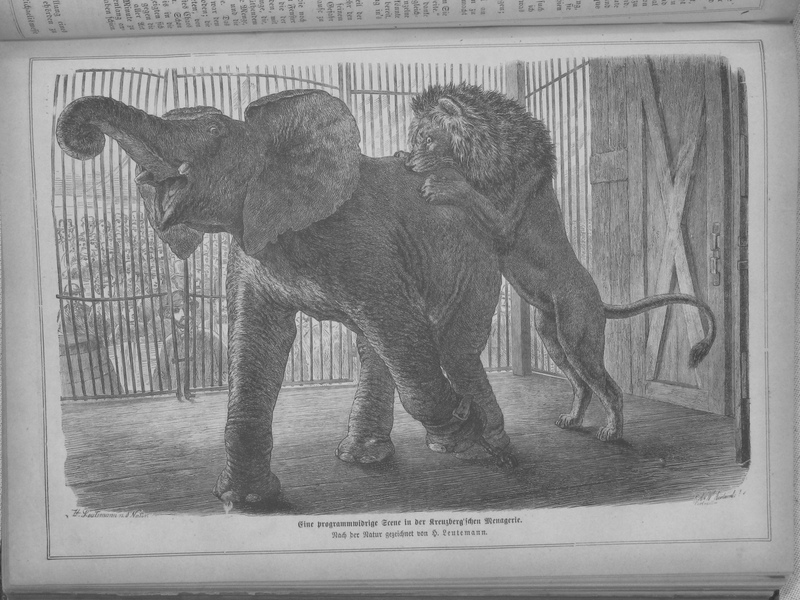 lion (Panthera leo); DISPLAY FULL IMAGE.