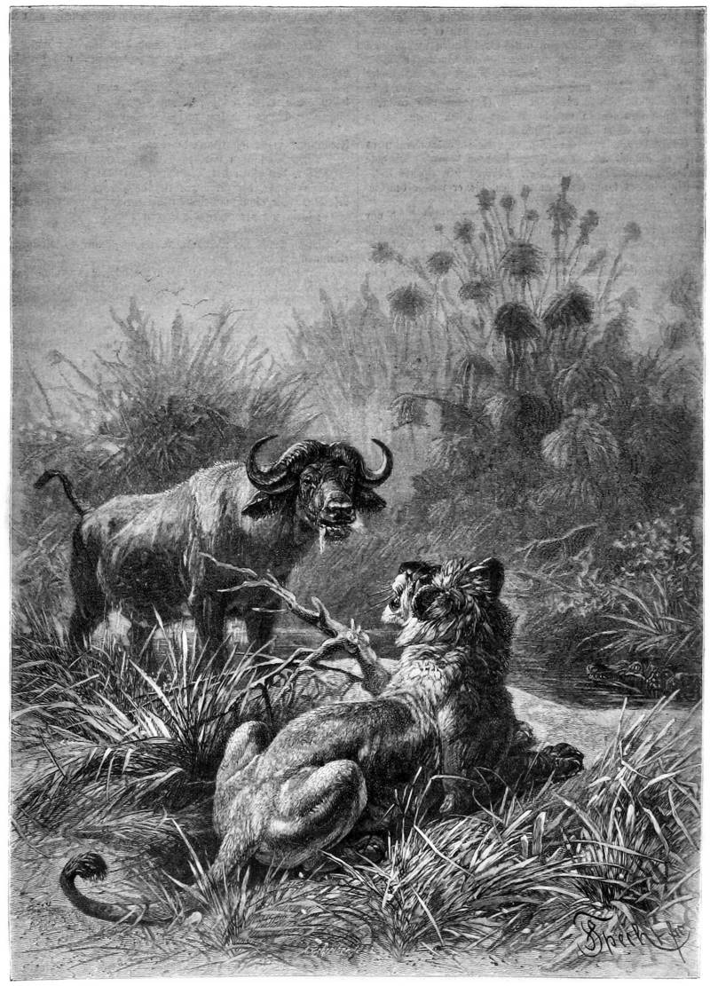 lion (Panthera leo); DISPLAY FULL IMAGE.
