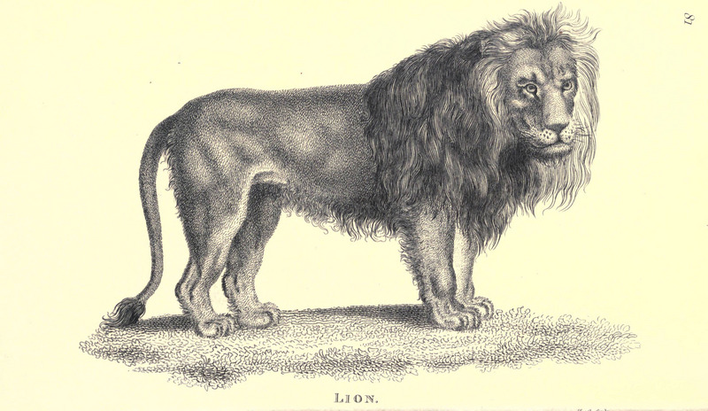 lion (Panthera leo); DISPLAY FULL IMAGE.