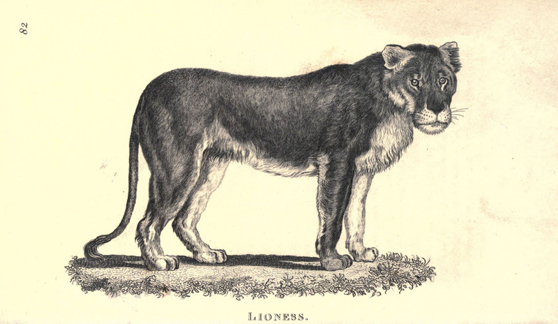 lion (Panthera leo); DISPLAY FULL IMAGE.