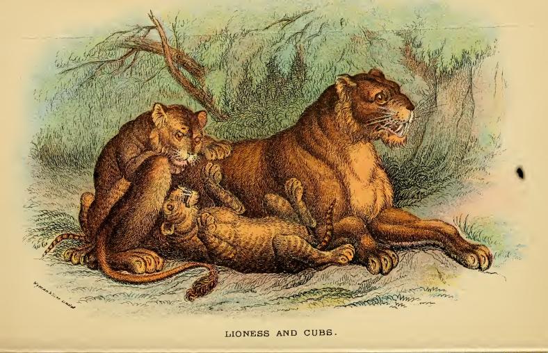 lion (Panthera leo); DISPLAY FULL IMAGE.
