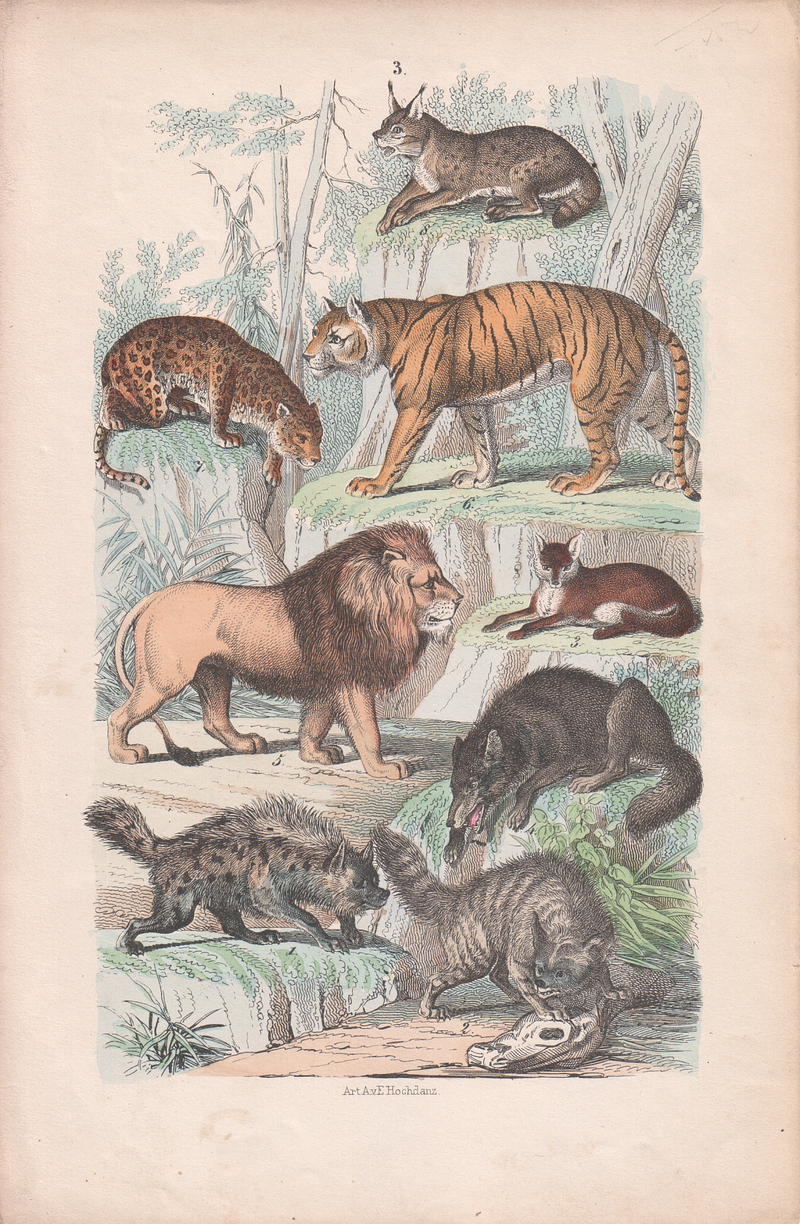 spotted hyena (Crocuta crocuta), striped hyena (Hyaena hyaena), red fox (Vulpes vulpes), grey wolf (Canis lupus), lion (Panthera leo), tiger (Panthera tigris), leopard (Panthera pardus), Eurasian lynx (Lynx lynx); DISPLAY FULL IMAGE.