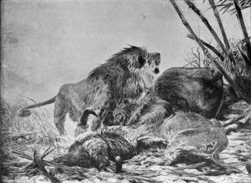 lion (Panthera leo); DISPLAY FULL IMAGE.