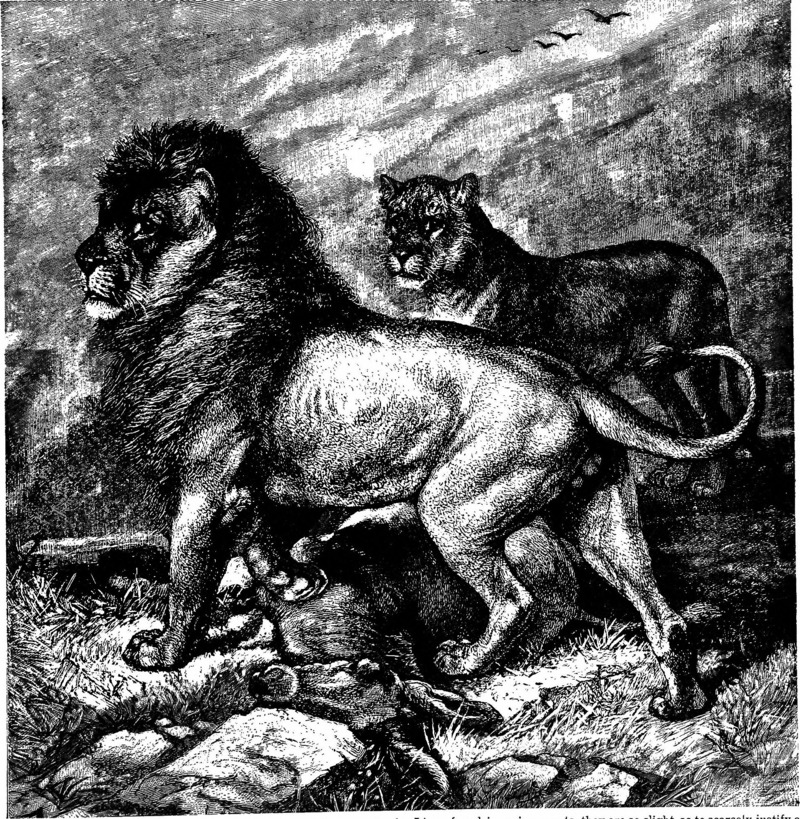 lion (Panthera leo); DISPLAY FULL IMAGE.