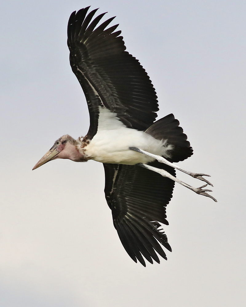 marabou stork (Leptoptilos crumenifer); DISPLAY FULL IMAGE.
