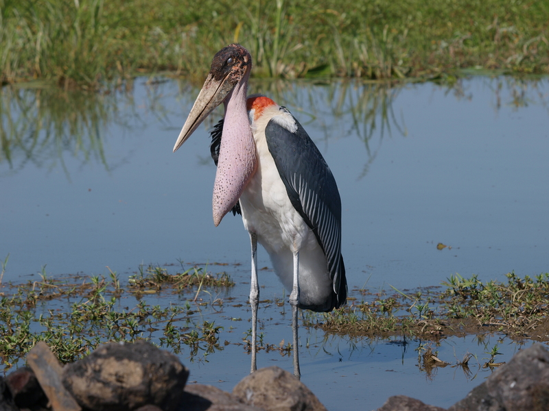 marabou stork (Leptoptilos crumenifer); DISPLAY FULL IMAGE.