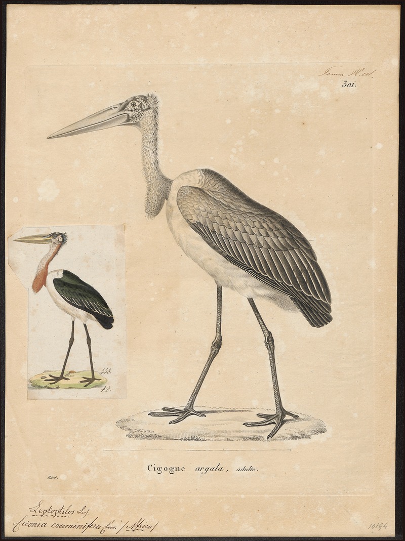 marabou stork (Leptoptilos crumenifer); DISPLAY FULL IMAGE.