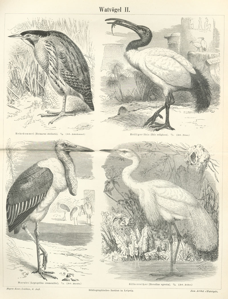 great bittern (Botaurus stellaris), African sacred ibis (Threskiornis aethiopicus), marabou stork (Leptoptilos crumenifer), great egret (Ardea alba); DISPLAY FULL IMAGE.