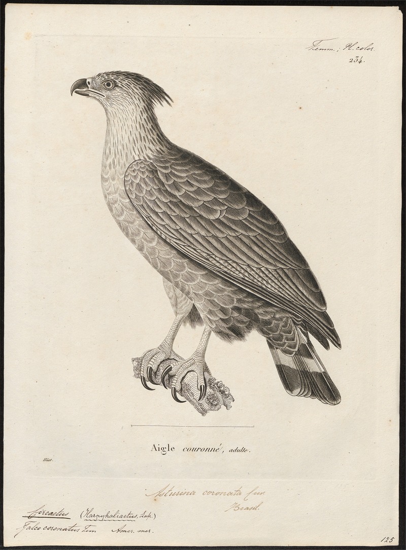 Chaco eagle, crowned solitary eagle (Buteogallus coronatus); DISPLAY FULL IMAGE.
