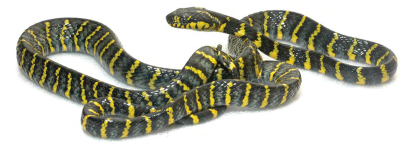 mangrove snake, gold-ringed cat snake (Boiga dendrophila divergens); DISPLAY FULL IMAGE.