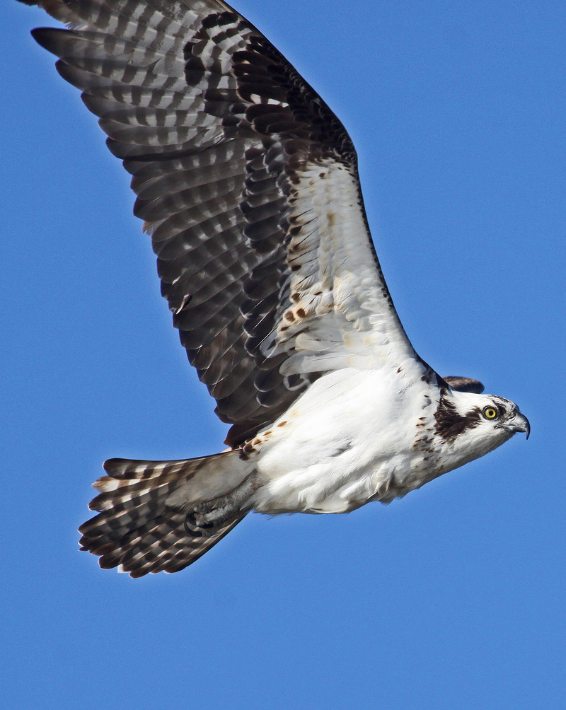 osprey, fish eagle (Pandion haliaetus); DISPLAY FULL IMAGE.