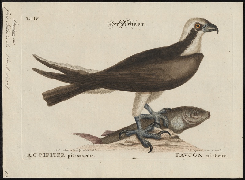 osprey, fish eagle (Pandion haliaetus); DISPLAY FULL IMAGE.