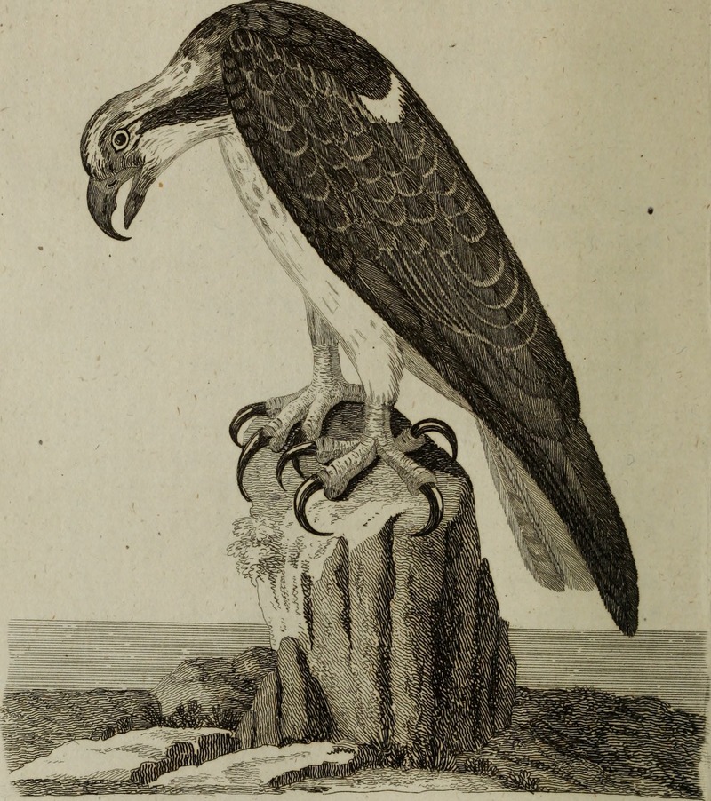 osprey, fish eagle (Pandion haliaetus); DISPLAY FULL IMAGE.