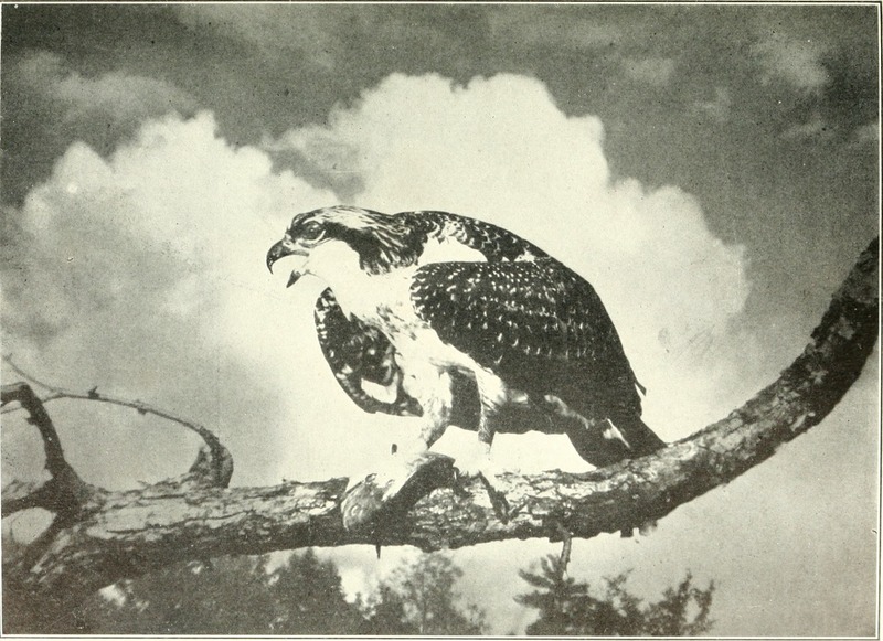 osprey, fish eagle (Pandion haliaetus); DISPLAY FULL IMAGE.