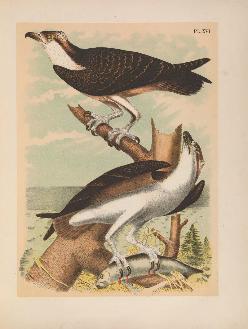 osprey, fish eagle (Pandion haliaetus); DISPLAY FULL IMAGE.