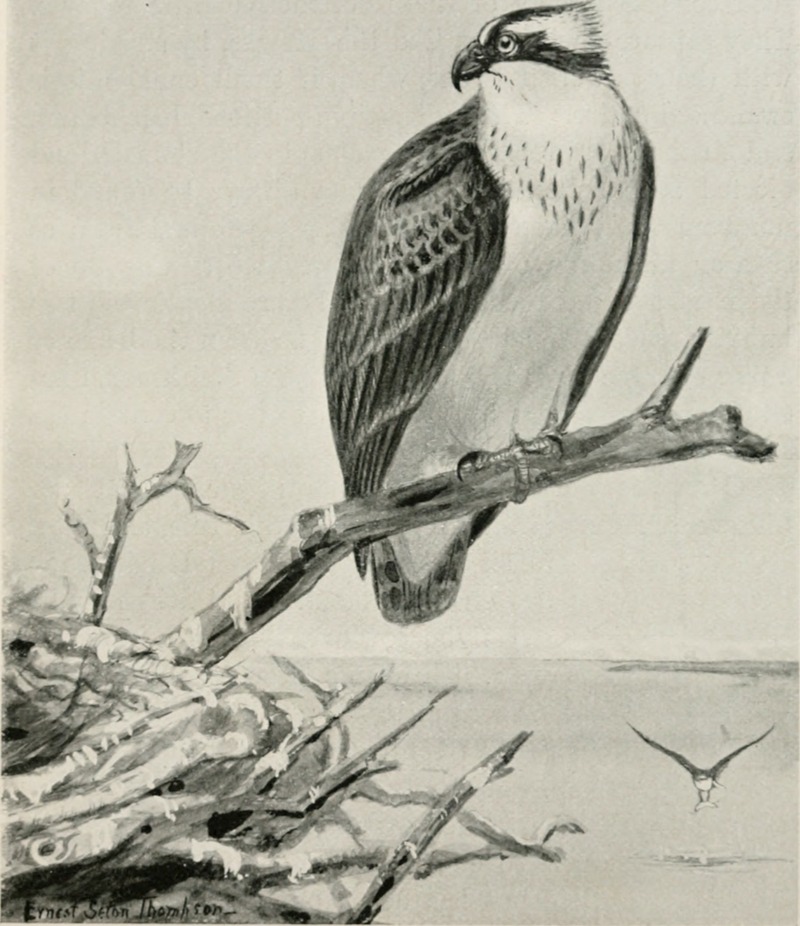 osprey, fish eagle (Pandion haliaetus); DISPLAY FULL IMAGE.