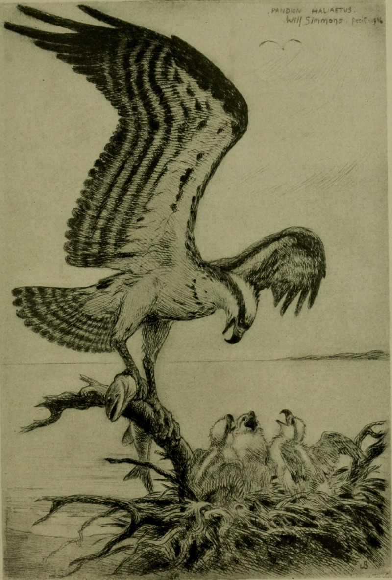 osprey, fish eagle (Pandion haliaetus); DISPLAY FULL IMAGE.