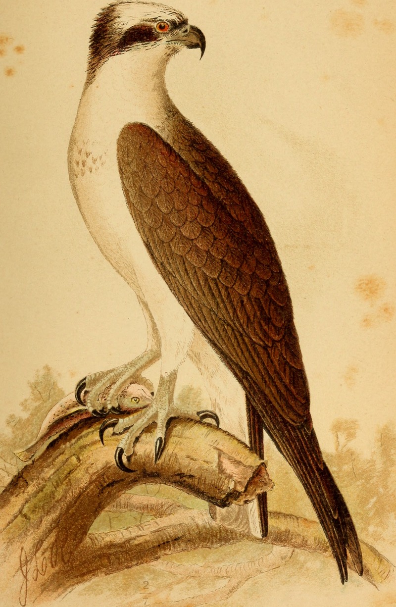 osprey, fish eagle (Pandion haliaetus); DISPLAY FULL IMAGE.