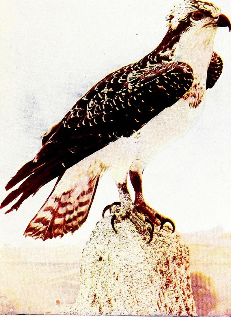 osprey, fish eagle (Pandion haliaetus); DISPLAY FULL IMAGE.