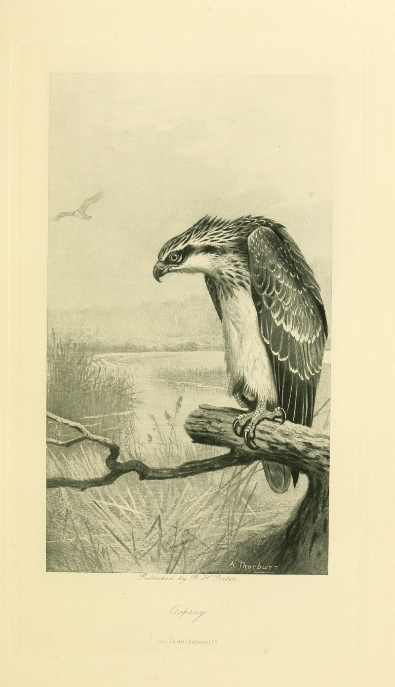 osprey, fish eagle (Pandion haliaetus); DISPLAY FULL IMAGE.