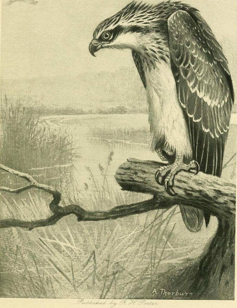 osprey, fish eagle (Pandion haliaetus); DISPLAY FULL IMAGE.