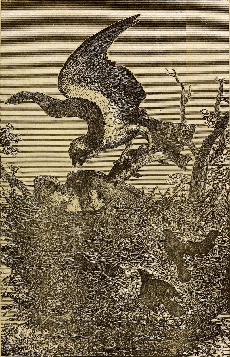 osprey, fish eagle (Pandion haliaetus); DISPLAY FULL IMAGE.