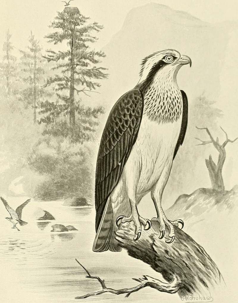 osprey, fish eagle (Pandion haliaetus); DISPLAY FULL IMAGE.