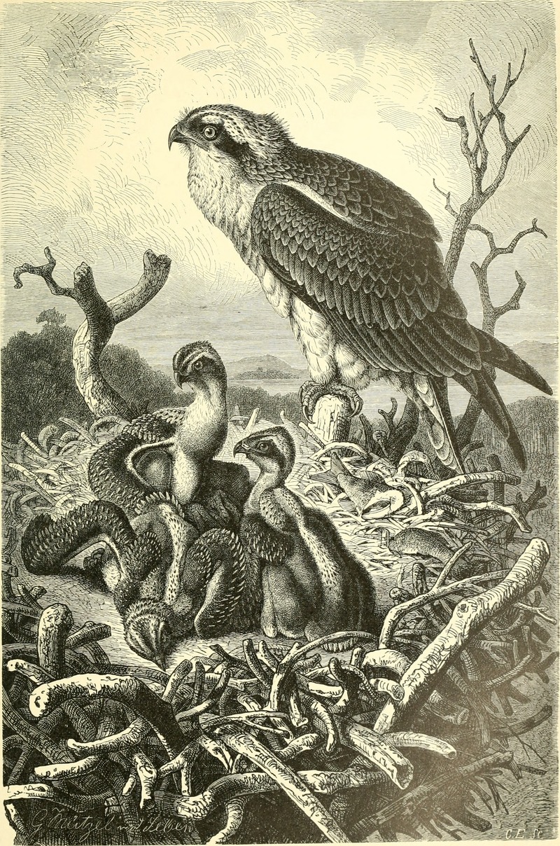 osprey, fish eagle (Pandion haliaetus); DISPLAY FULL IMAGE.