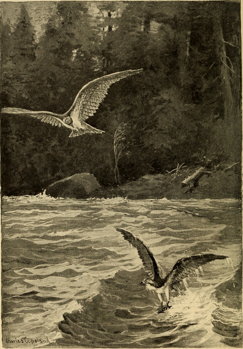 osprey, fish eagle (Pandion haliaetus); DISPLAY FULL IMAGE.