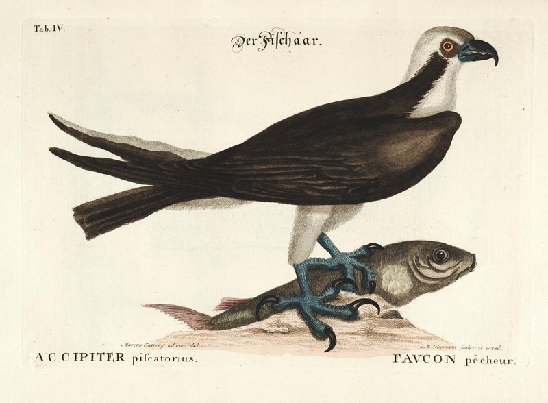 osprey, fish eagle (Pandion haliaetus); DISPLAY FULL IMAGE.