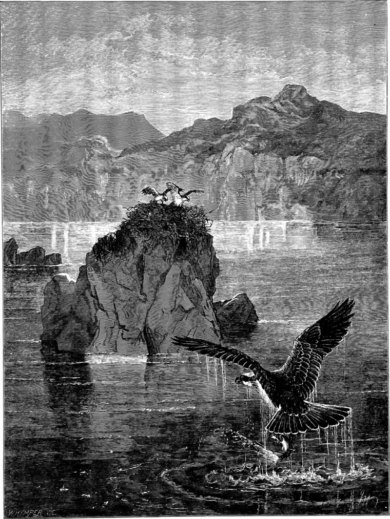 osprey, fish eagle (Pandion haliaetus); DISPLAY FULL IMAGE.