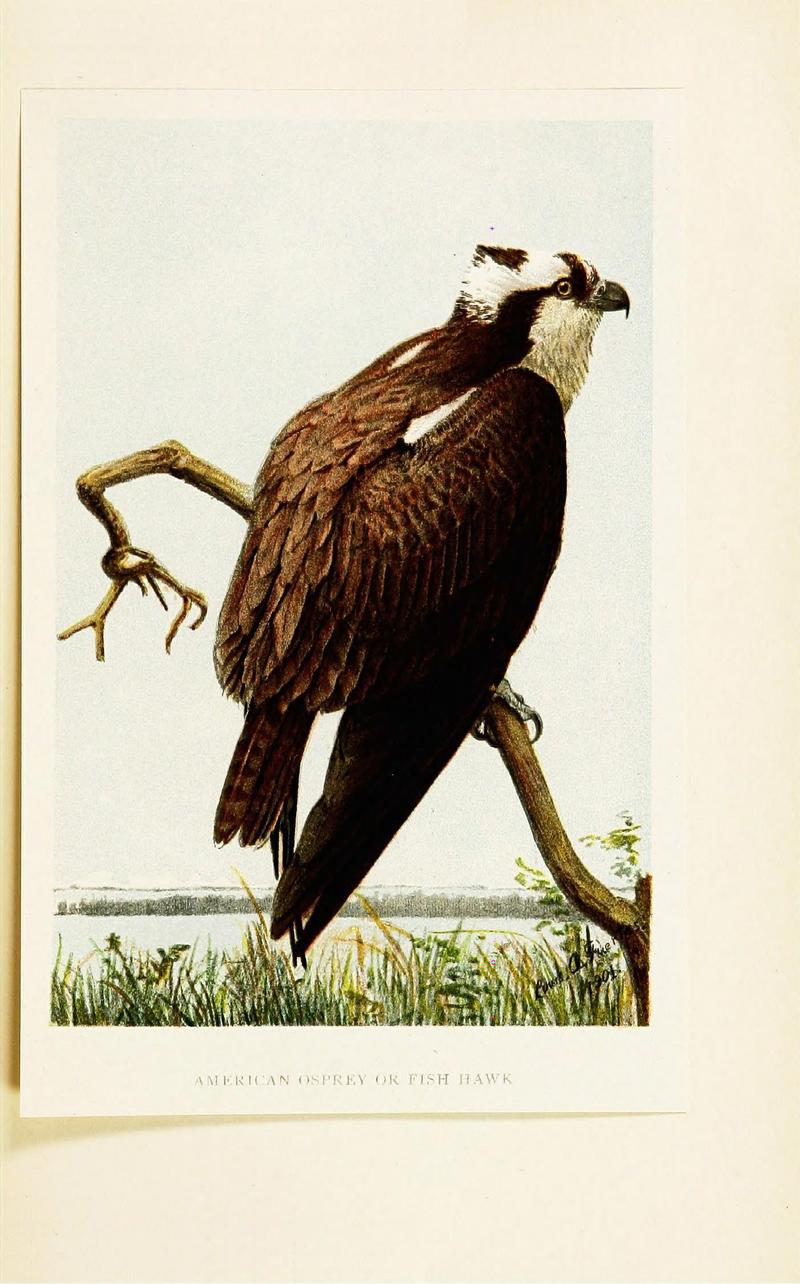 osprey, fish eagle (Pandion haliaetus); DISPLAY FULL IMAGE.