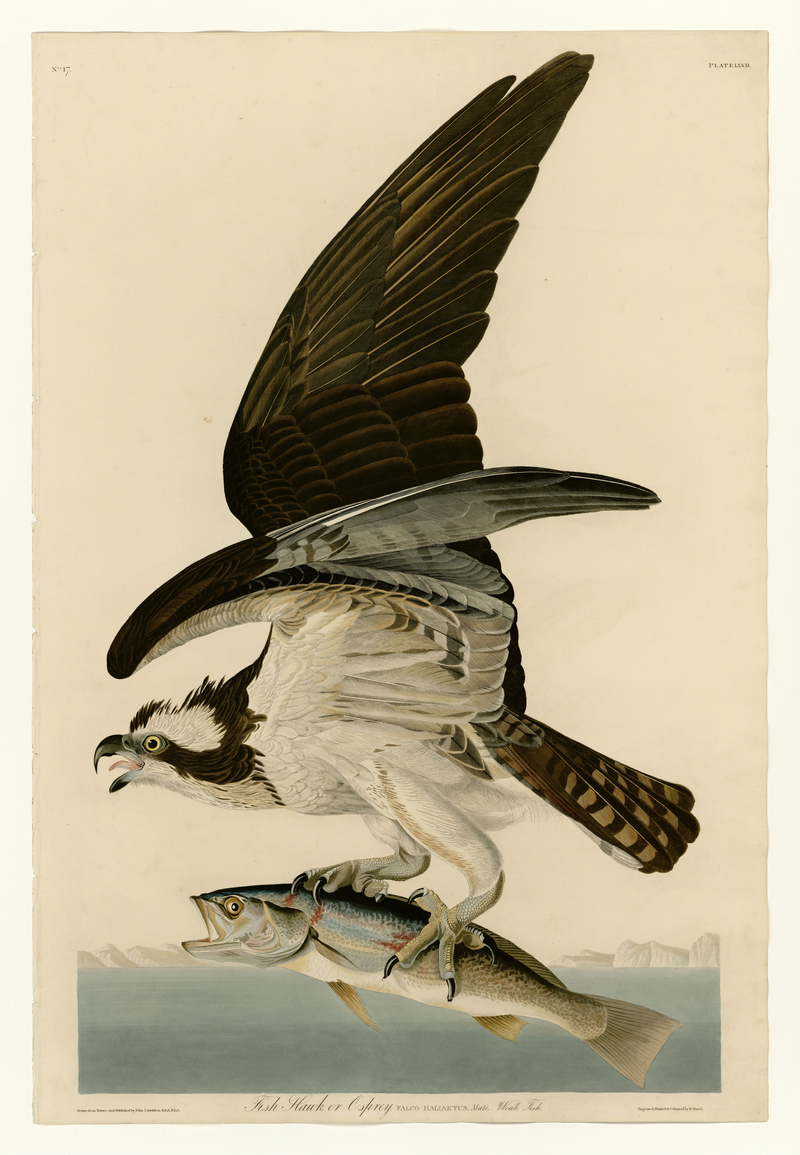 osprey, fish eagle (Pandion haliaetus); DISPLAY FULL IMAGE.