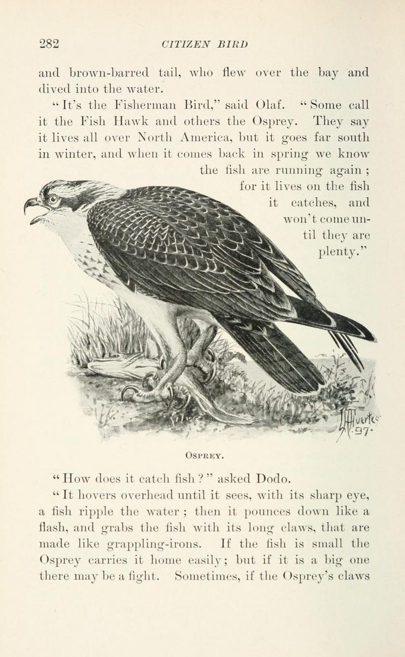 osprey, fish eagle (Pandion haliaetus); DISPLAY FULL IMAGE.