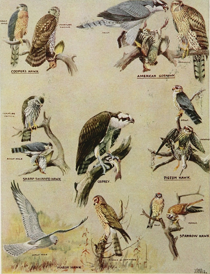 Cooper's hawk (Accipiter cooperii), northern goshawk (Accipiter gentilis), sharp-shinned hawk (Accipiter striatus), osprey (Pandion haliaetus), merlin (Falco columbarius), Eurasian sparrowhawk; DISPLAY FULL IMAGE.