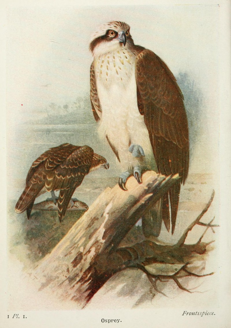 osprey, fish eagle (Pandion haliaetus); DISPLAY FULL IMAGE.