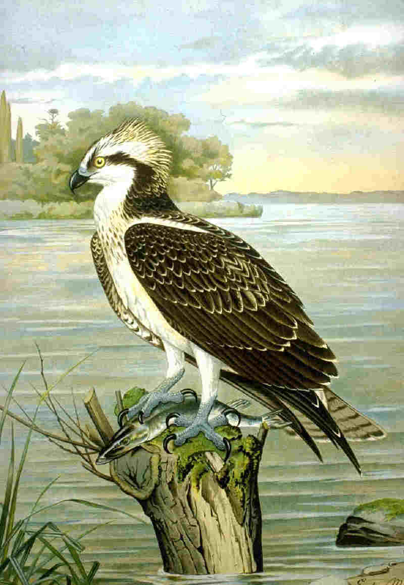 osprey, fish eagle (Pandion haliaetus); DISPLAY FULL IMAGE.