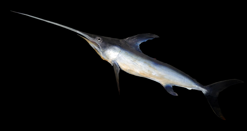 swordfish (Xiphias gladius); DISPLAY FULL IMAGE.