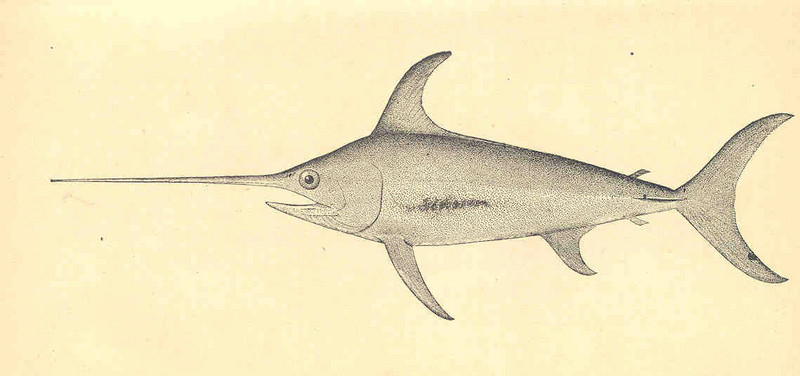 swordfish (Xiphias gladius); DISPLAY FULL IMAGE.