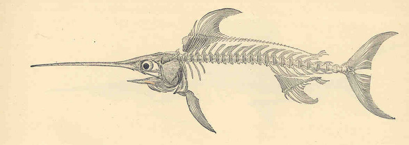 swordfish (Xiphias gladius); DISPLAY FULL IMAGE.