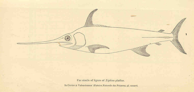 swordfish (Xiphias gladius); DISPLAY FULL IMAGE.
