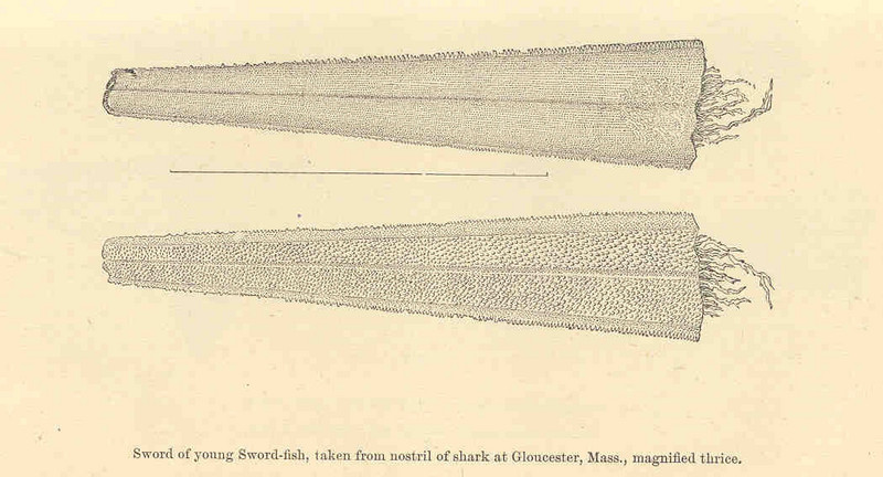 swordfish (Xiphias gladius); DISPLAY FULL IMAGE.