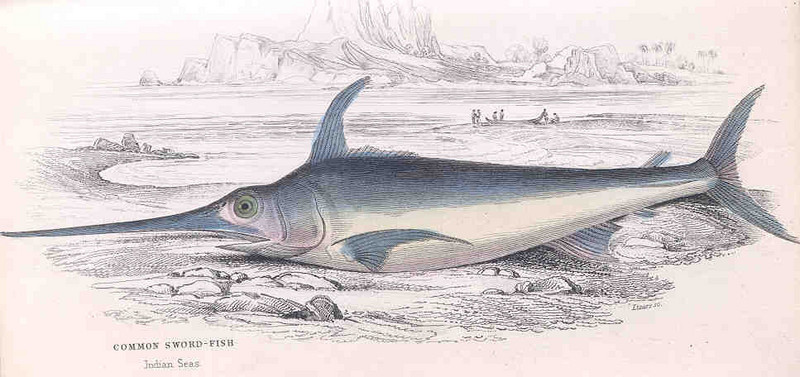 swordfish (Xiphias gladius); DISPLAY FULL IMAGE.