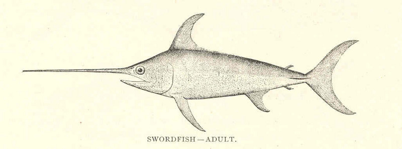 swordfish (Xiphias gladius); DISPLAY FULL IMAGE.