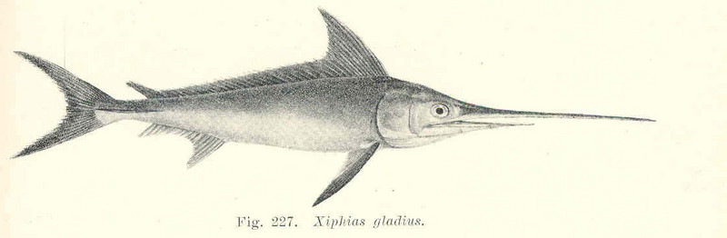 swordfish (Xiphias gladius); DISPLAY FULL IMAGE.