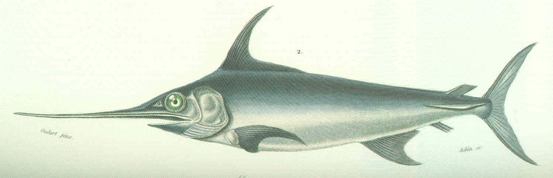 swordfish (Xiphias gladius); DISPLAY FULL IMAGE.