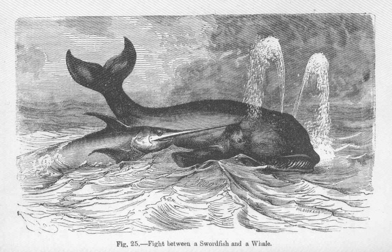 swordfish (Xiphias gladius); DISPLAY FULL IMAGE.