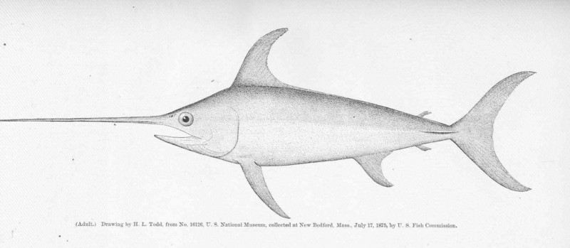 swordfish (Xiphias gladius); DISPLAY FULL IMAGE.