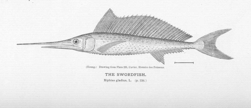 swordfish (Xiphias gladius); DISPLAY FULL IMAGE.